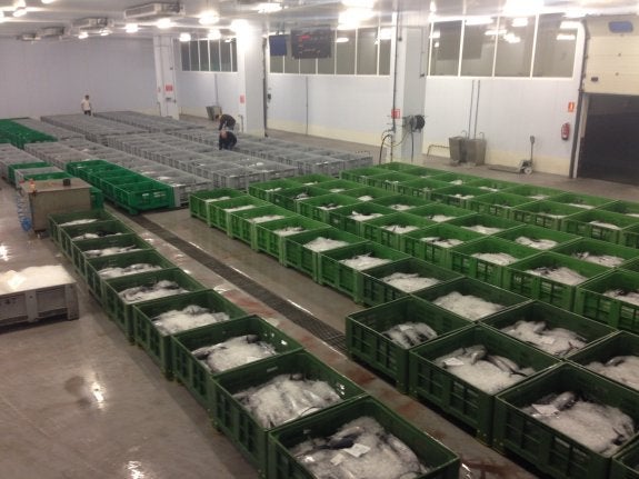 Cajas con casi 13 toneladas de bonito preparadas para la subasta, ayer, en las instalaciones de LonjaGijón-Musel. 