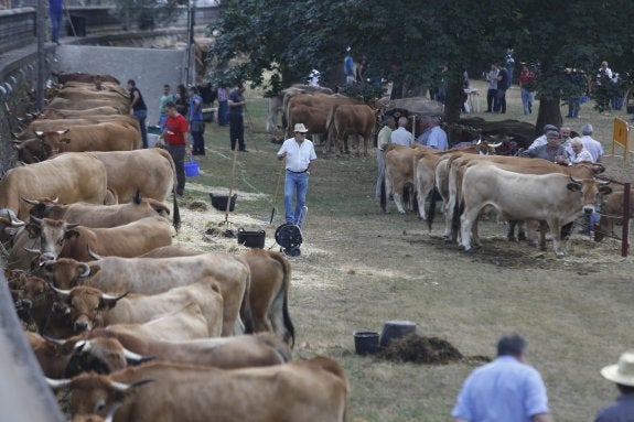 Reses participantes en el 66 Certamen Ganadero de San Martín del Rey Aurelio. 