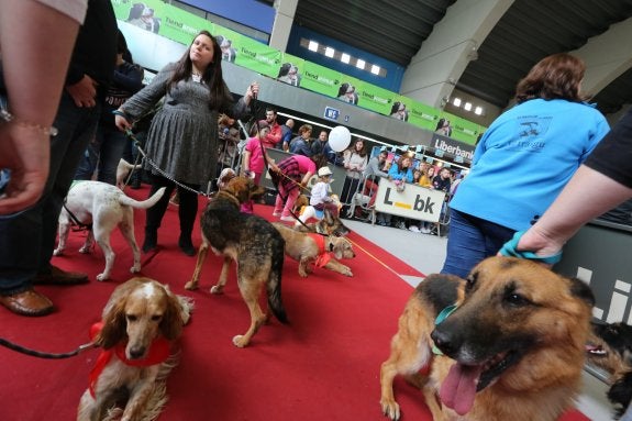 Perros, en el Principets, en el pabellón de La Magdalena. 