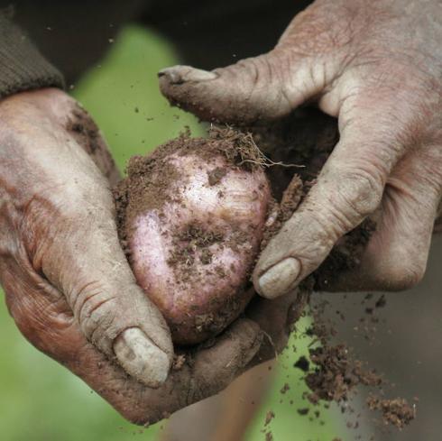 El Principado pide colaboración a los agricultores amateurs para que no se extienda la polilla guatemalteca