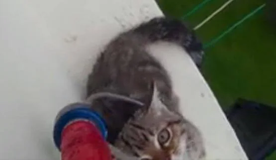 El angustioso rescate de un gato en Singapur