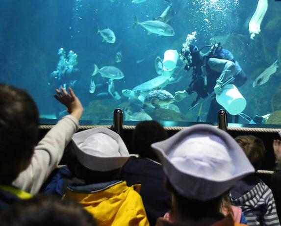 La alcaldesa acompañó a los escolares desde el Ayuntamiento hasta el Acuario, donde fueron recibidos por Don Buzo y una sirena y disfrutaron con los peces. 