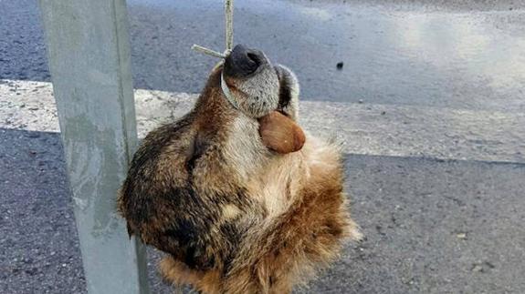 Imagen de archivo de la cabeza de un lobo hallada en Salas en mayo. 