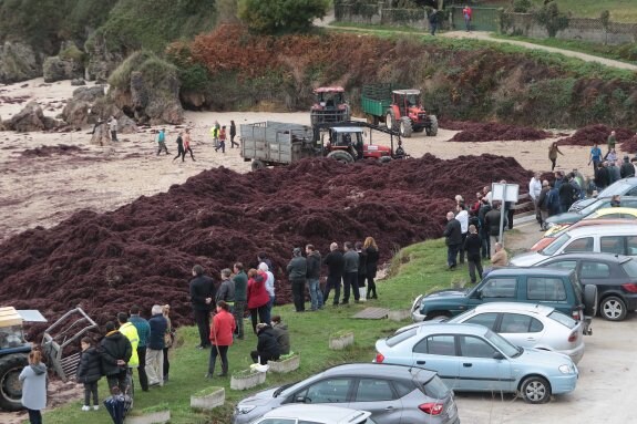 Más de 20 toneladas de algas de arribazón se extrajeron durante el fin de semana en la playa de Barro. 