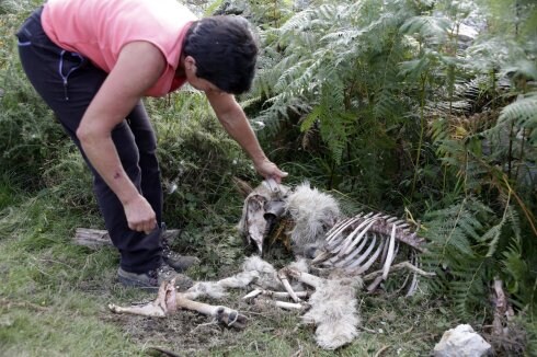 Los daños del lobo en Onís están siendo cuantiosos este año. 