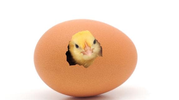 ¿Qué fue antes, el huevo o la gallina? La pregunta ya tiene respuesta
