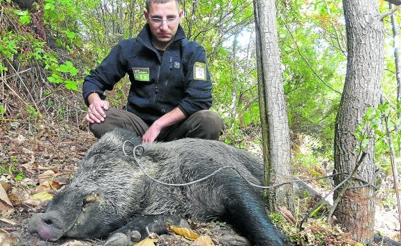 Un guarda rural, junto a un jabalí muerto tras caer en una trampa en un monte cercano a la Reserva de Muniellos.