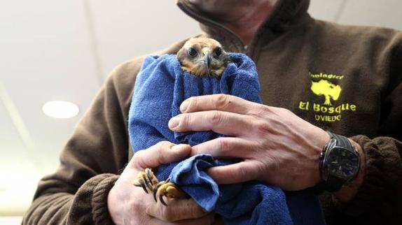 Pelayo ha sido operado esta mañana de cataratas.