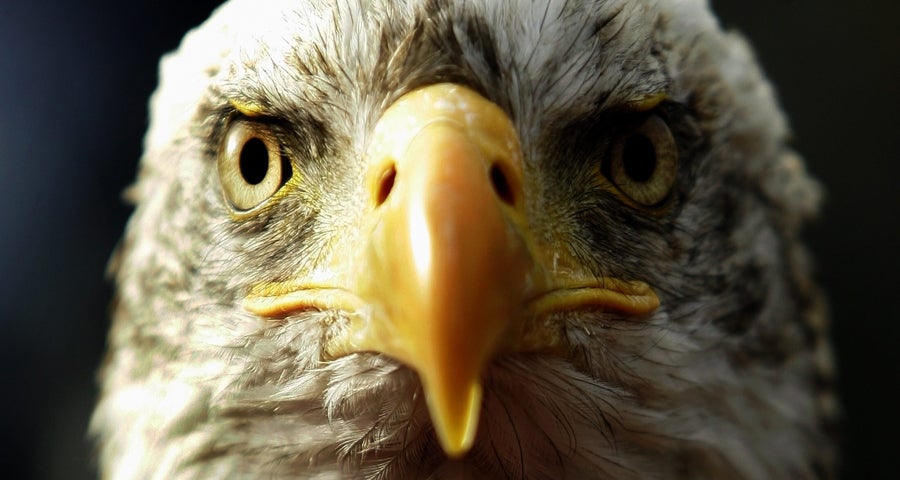 El ejército francés entrena águilas para derribar drones amenazantes