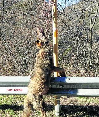 Aparece el tercer lobo muerto en menos de 48 horas | El Comercio