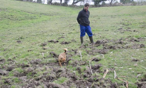 Manuel Suárez muestra los daños causados por los jabalíes en Oles. 