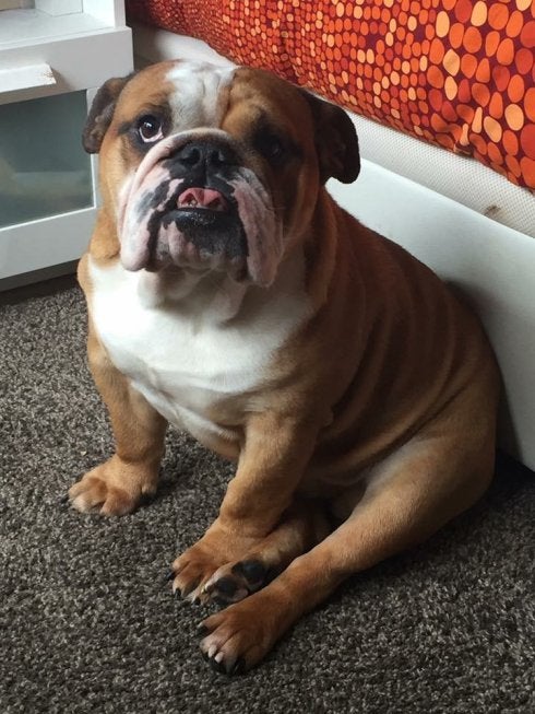 Diez mil firmas para investigar la desaparición de 'Pumba'