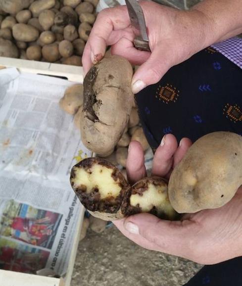 Patatas dañadas por las polillas.