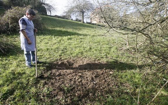 Una vecina de Deva, ante los destrozos causados en su finca por los suidos. 