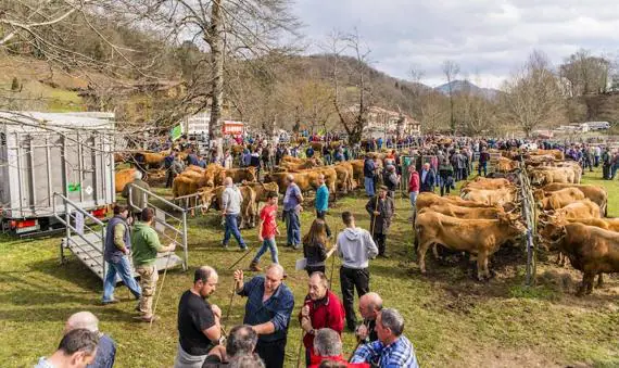Aspecto del Castañéu de Corao, a cuyo recinto y fincas colindantes llegaron 1.200 cabezas de ganado, entre vacas, novillas y terneros. 