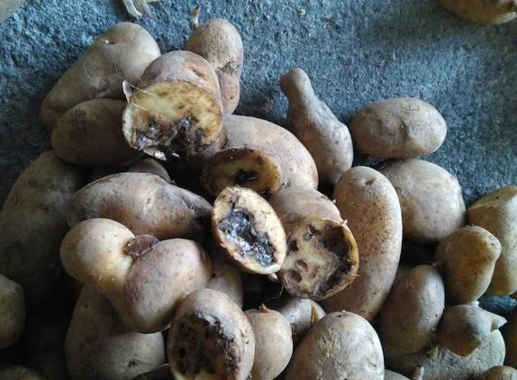 Patatas afectadas por el 'hongo fusarium' en Villayón. 