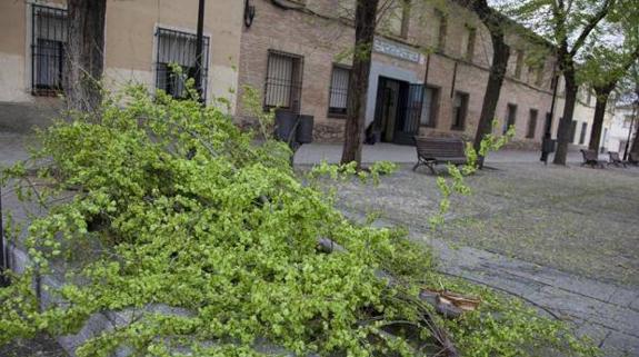 La rama del árbol que cayó sobre la pequeña. 