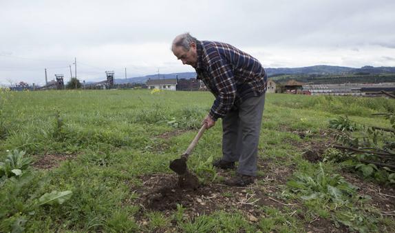 El agricultor José Manuel Álvarez excava la tierra para sacar las patatas de una planta nueva que ha brotado en su parcela en la zona gijonesa de Monteana. 