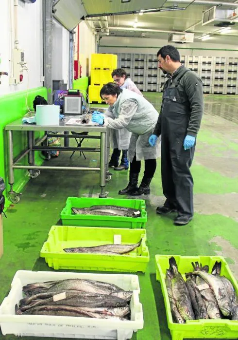 Dos investigadoras del centro tecnológico Azti realizan pruebas en la lonja de Avilés. 