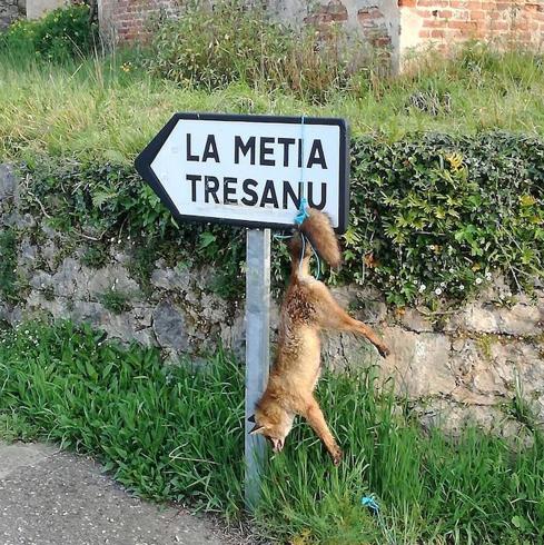 El cádaver del zorro aparecido