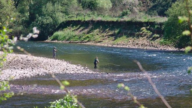 Dos pescadores practican la modalidad de pesca sin muerte en el río Narcea. 