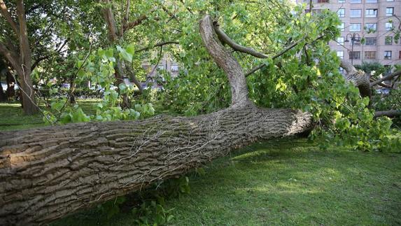 Árbol derribado por el viento en el parque Isabel la Católica. 