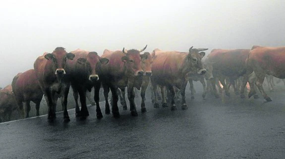 Un rebaño de vacas sube entre la niebla, por la carretera de los Lagos, a los pastos de la Montaña de Covadonga. 