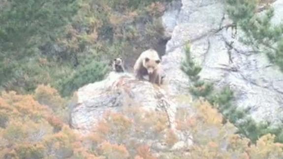 «Se puede convivir con el oso», afirma Manuel Calvo