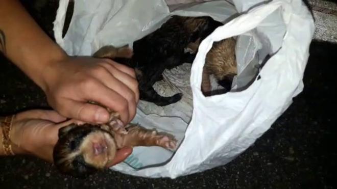 Los tres cachorros se encontraban dentro de una mochila de deporte.