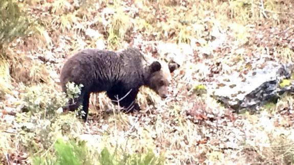 Un oso fotografiado en Somiedo. 