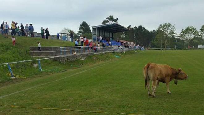 Los participantes, esperando a que la vaca deposite su boñiga. 