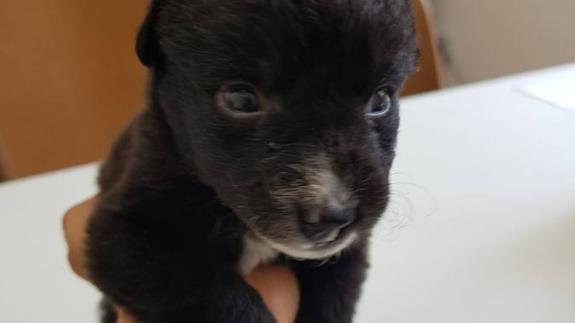 El perro encontrado en La Corredoria.  