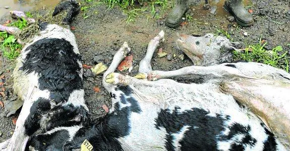 Cadáveres de vacas en una explotación en Verdicio, en el concejo de Gozón. 