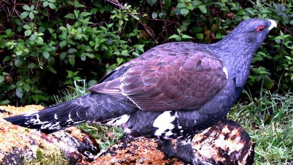 Urogallo cantábrico. 