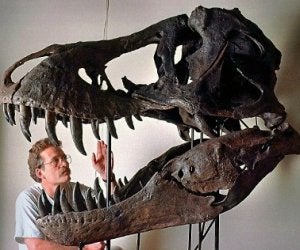 Reconstrucción de una cabeza fósil del Tiranosaurio Rex. ::
EFE