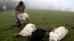 Ponga pide al Principado controles para frenar los daños del lobo en el Parque