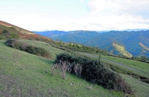 La maleza invade muchos de los pastos del monte Palio, en el valle de Turón. ::
J. M. PARDO