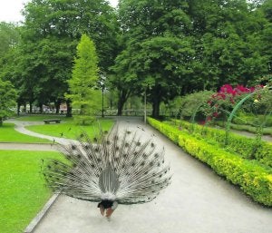 Un pavo en el parque de Isabel La Católica. ::
JOAQUÍN BILBAO