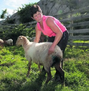 Carmen Tomás Rojo sujeta una de las ovejas heridas por el lobo. ::                             N. A.