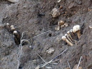 Restos óseos que sobresalen del antiguo cementerio. ::                             PUMARINO