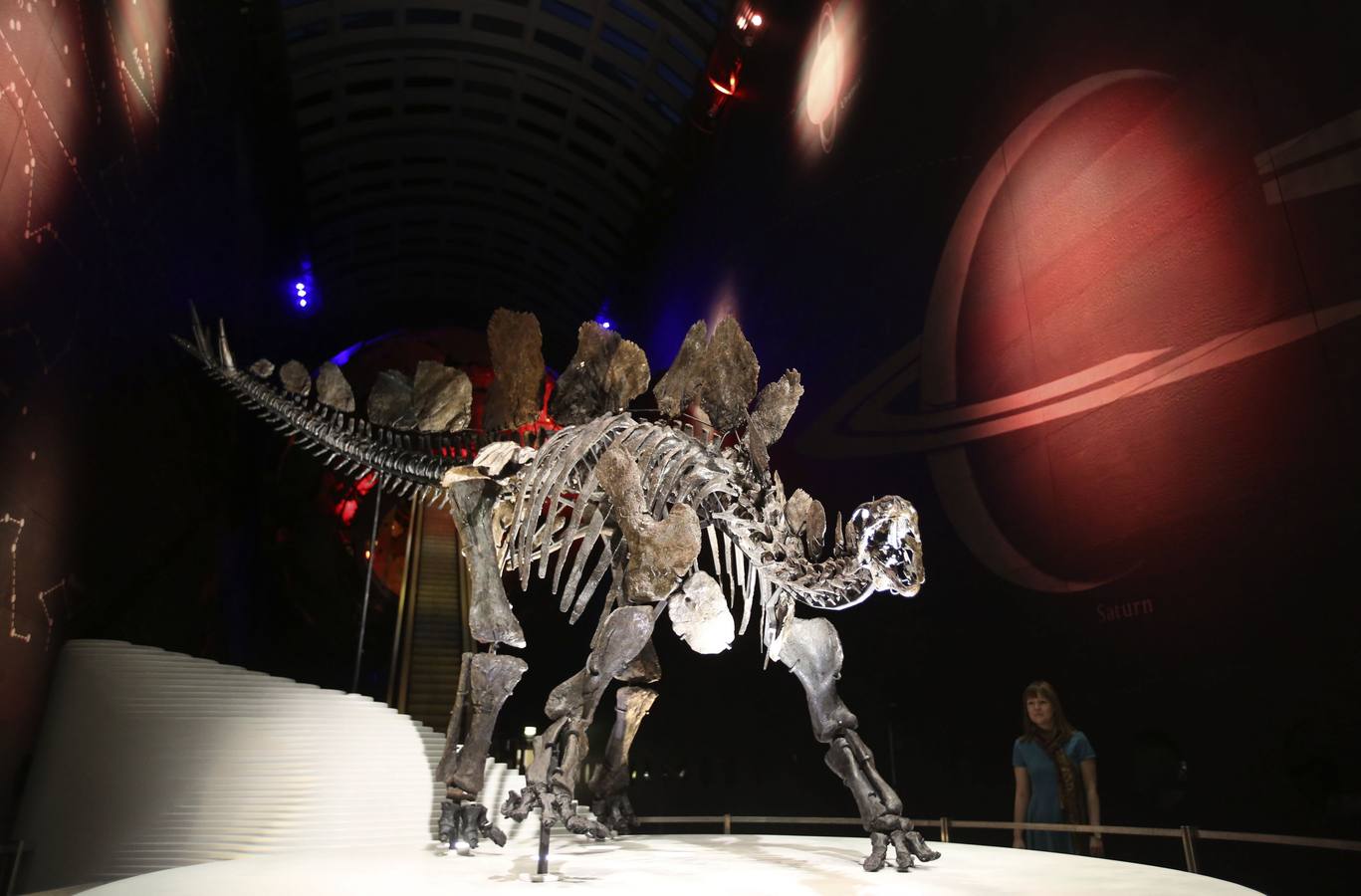 El esqueleto más completo del Stegosaurus