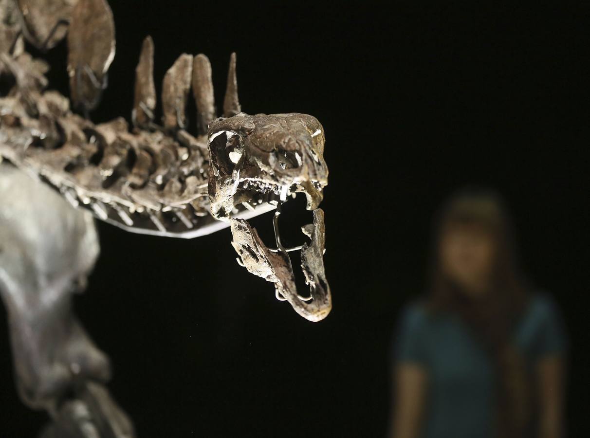 El esqueleto más completo del Stegosaurus