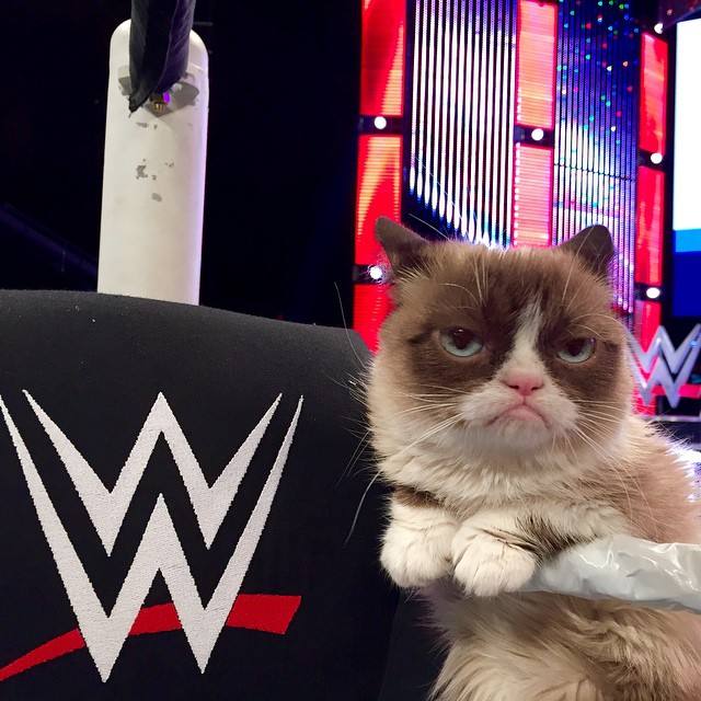 La gata gruñona que hizo que su dueña ganara 80 millones de euros