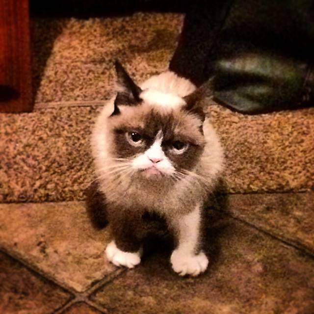 La gata gruñona que hizo que su dueña ganara 80 millones de euros