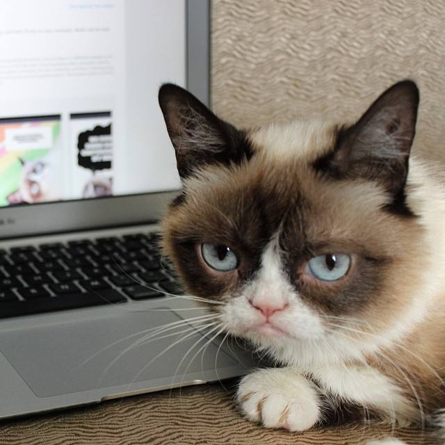 La gata gruñona que hizo que su dueña ganara 80 millones de euros