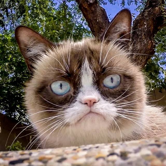 La gata gruñona que hizo que su dueña ganara 80 millones de euros