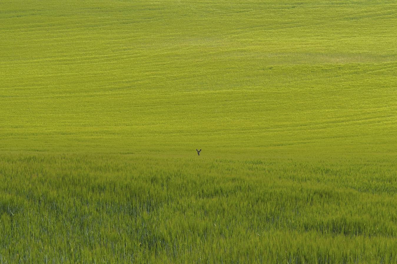 Alcedo: Cazado el corzo. Esta fotografía es la ganadora del concurso 'Escenas de Álavas' y ha sido premiada con 1.000 euros