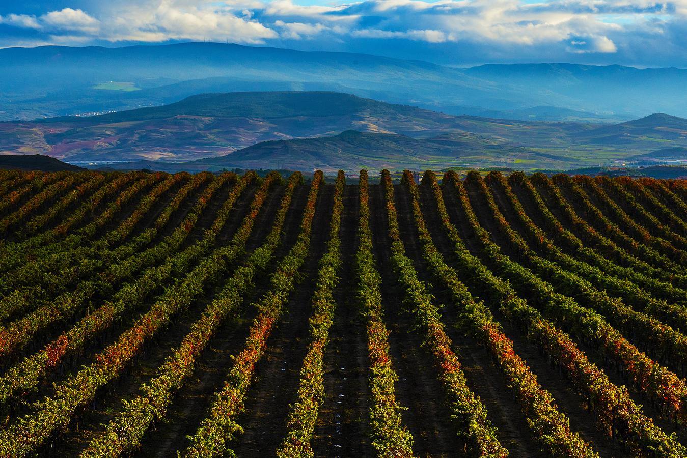 Laguardia: Viñedos de Rioja alavesa. 