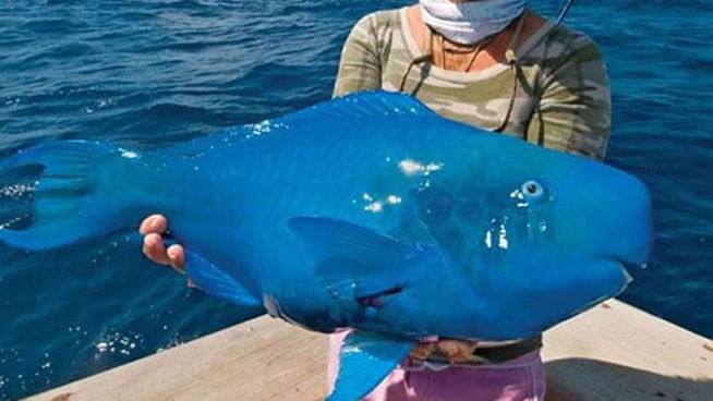 El pez papagayo azul. Este pez azul brillante se puede encontrar en las aguas del Océano Atlántico. Gasta el 80% de su tiempo en buscar comida.