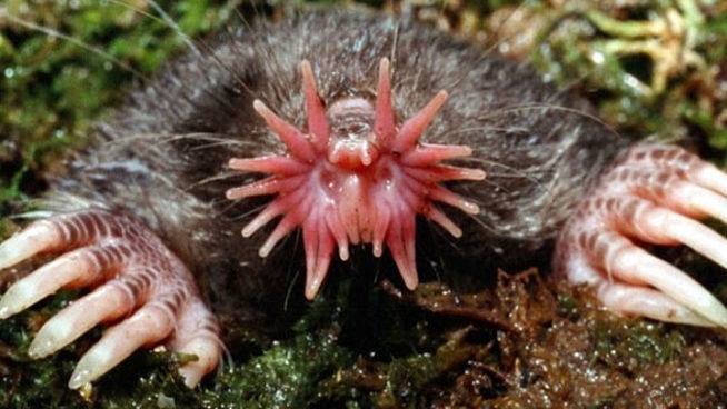 Topo de nariz estrellada (Condylura cristata). 